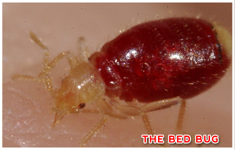 Termite and Pest Control