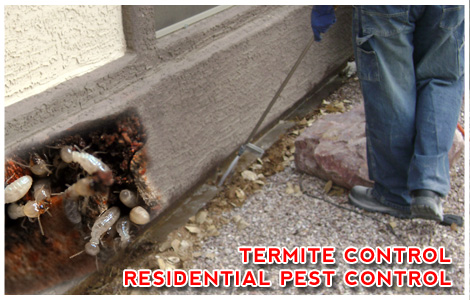 Termite and Pest Control